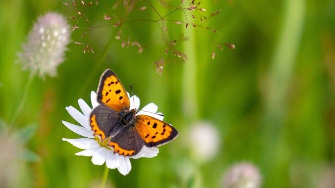 Bioblitz Kleiner Feuerfalter Im Kreis Re