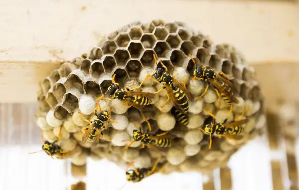 Wespen und Hornissen - auch in Gladbeck selten gefährlich