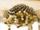 Wespen und Hornissen - auch in Gladbeck selten gefährlich