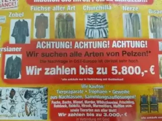 Wir kaufen Ihre Pelze! * Prospekte verteilt