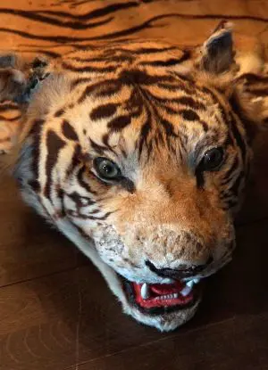 Tigerfell mit Kopf