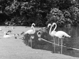 Flamingos kehrten zum Gladbecker Jovy-Park zurück