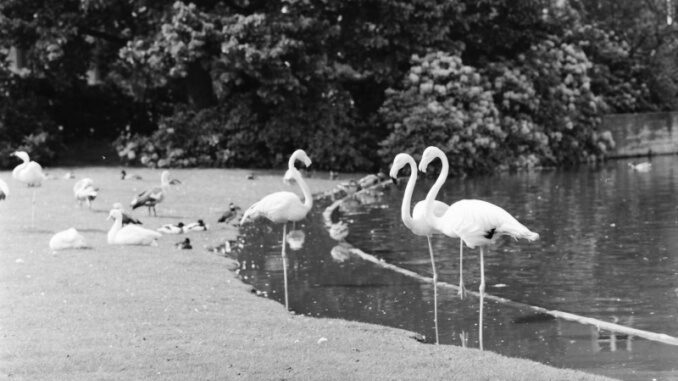 Flamingos kehrten zum Gladbecker Jovy-Park zurück