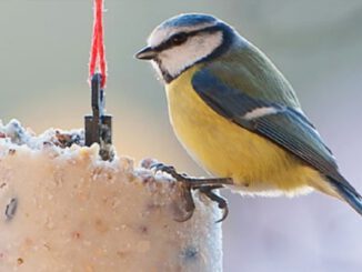 Vogelfütterung - der NABU Gladbeck gibt Tipps