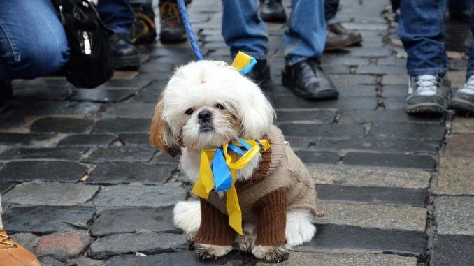 Hund mit Nationalfarben der Ukraine
