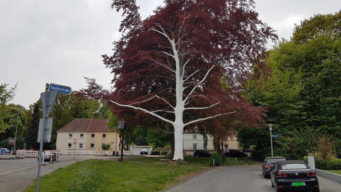 Der Geisterbaum von Gladbeck-Zweckel