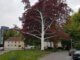 Der Geisterbaum von Gladbeck-Zweckel