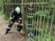 Tierrettung mit hydraulischem Gerät in Gladbeck