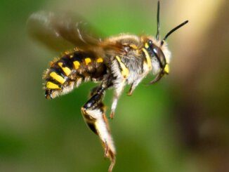 Hummeln, Bienen und weitere Insekten gesucht