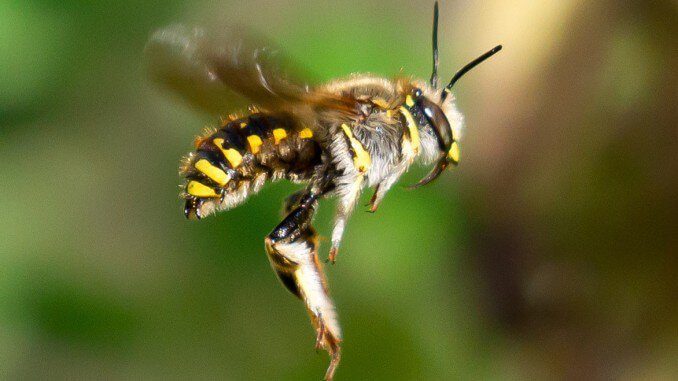 Hummeln, Bienen und weitere Insekten gesucht