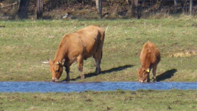 Wasserentnahme aus Bächen und Teichen im Kreis RE untersagt