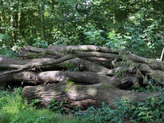 Brennholzverkauf wird bei der Stadt Gladbeck eingestellt