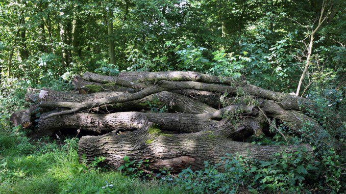 Brennholzverkauf wird bei der Stadt Gladbeck eingestellt