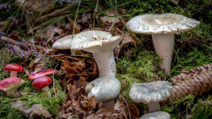 Pilze suchen im Oktober - Gladbecker sollten das beachten