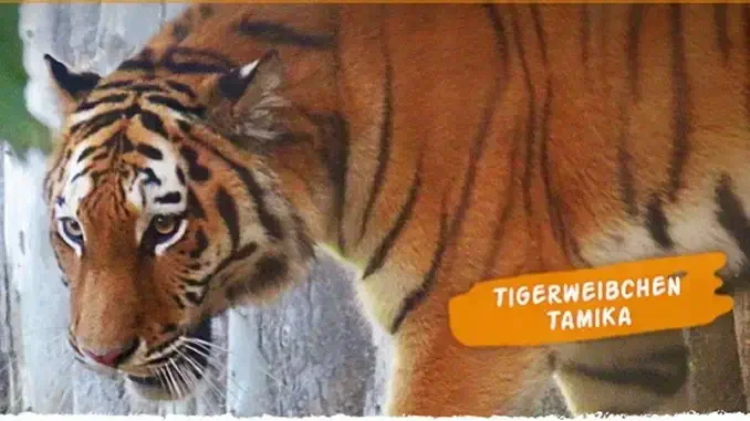 Neues Tigerweibchen in der ZOOM Erlebniswelt