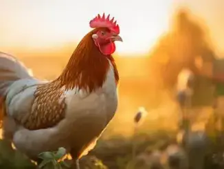 Huhn-Paten gesucht - nachhaltiges Weihnachtsgeschenk