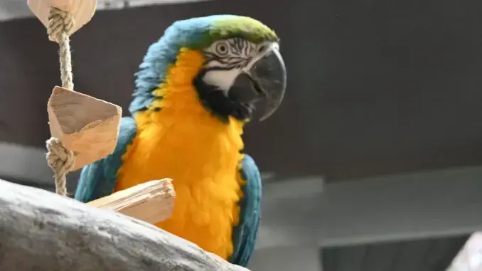 Papagei auf der Vogelinsel