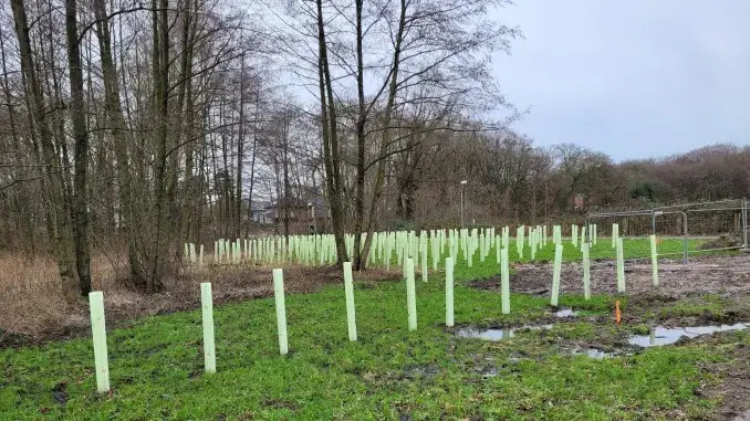 ZBG hat in Gladbeck schon 300 selbstgezogene Eichen gepflanzt