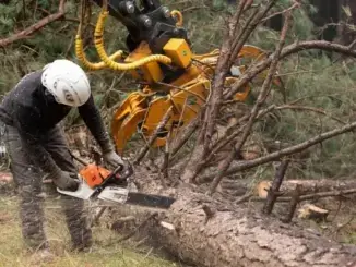 Streit um Baumfällung in Gladbeck nimmt weiter Fahrt auf