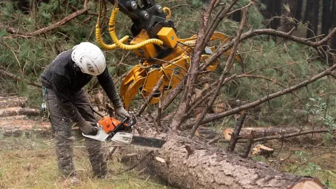 Streit um Baumfällung in Gladbeck nimmt weiter Fahrt auf