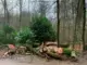 80 Buchen retten - Gladbecks Baumschützer geben nicht auf