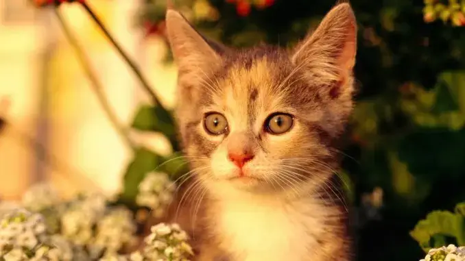 Katzen mit Heuschnupfen – Beschwerdefrei durch die Pollensaison
