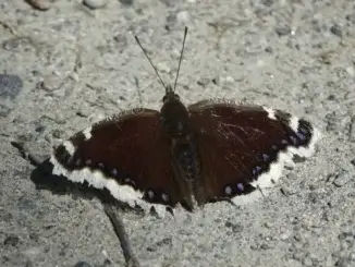 Insekten beobachten und erforschen: Schmetterlinge im Fokus