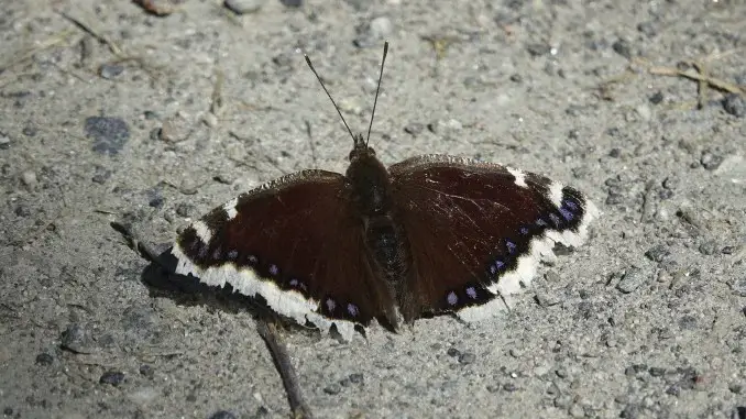 Insekten beobachten und erforschen: Schmetterlinge im Fokus