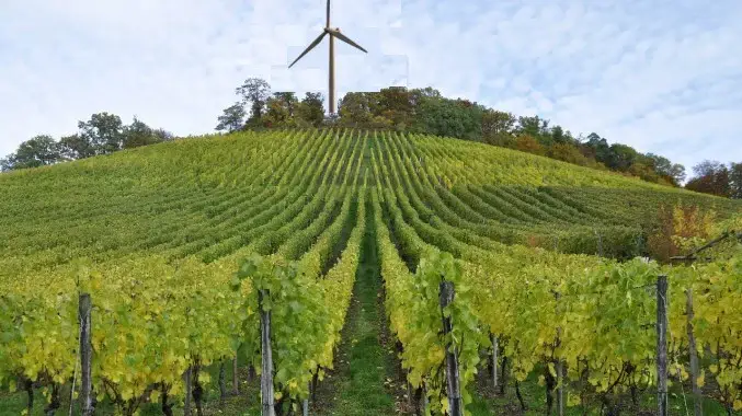 Weinberg auf der Mottbruch-Halde in Gladbeck-Brauck