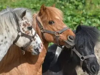 Ponykurse für Kinder am Rothoffs Hof in Kirchhellen