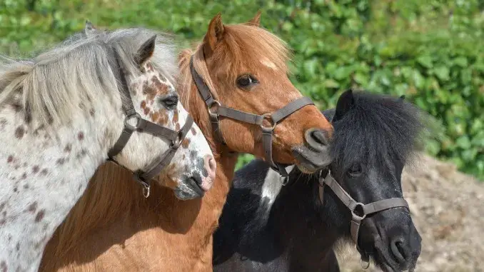 Ponykurse für Kinder am Rothoffs Hof in Kirchhellen