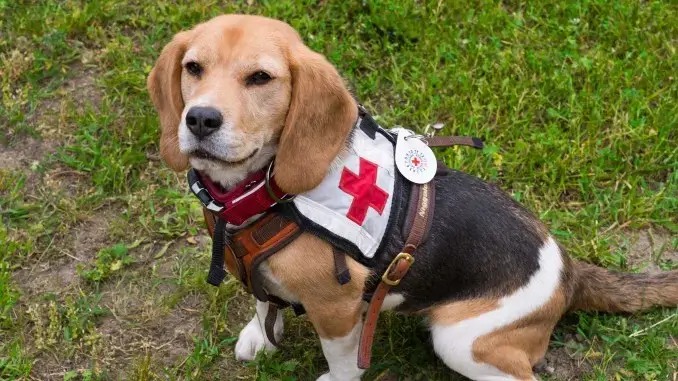 DRK-Spürnasen im Dauereinsatz - Hunde in Gladbeck angefordert