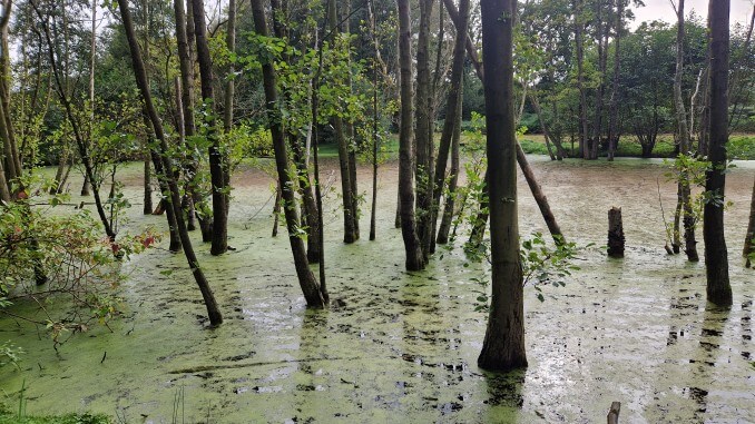 Überraschendes Idyll im Stadtgarten am Frochtwinkel in Gladbeck