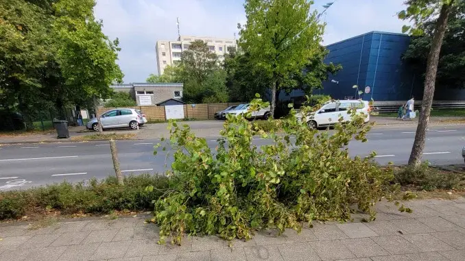 Unbekannte sägten Straßenbaum in Gladbeck-Zweckel ab