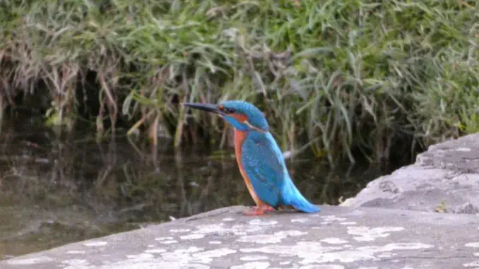 Eisvögel - Reiher - Kraniche: mit dem Bioblitz 2024 melden