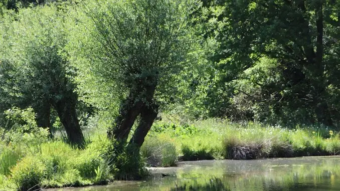 Kopfweidenschnitt Breiker Becke Gladbeck