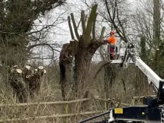 Kopfweiden geschnitten -Gladbecker