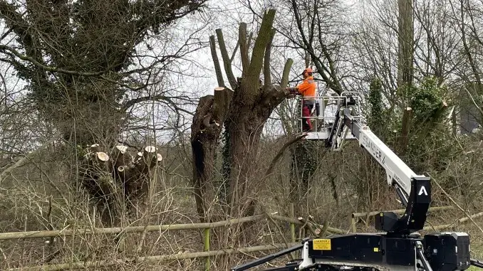 Kopfweiden geschnitten -Gladbecker