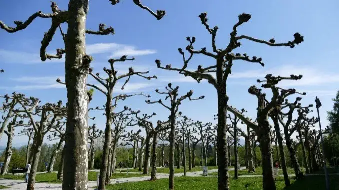 "Gehölzschnitt für den heimischen Garten"