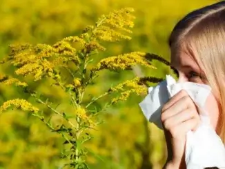 Pollenalarm: Allergische Atemwegserkrankungen