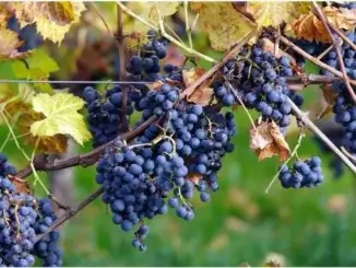 Weinanbau auf der Mottbruchhalde
