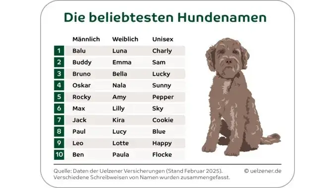 Beliebte Hundenamen Luna, Balu und Pommes