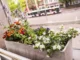 Mit Blumenkästen will Gladbeck punkten