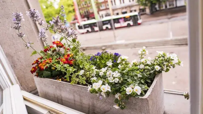 Blumenkasten am Alten Rathaus Mit Blumenkästen will Gladbeck punkten
