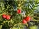 Giftalarm im Garten