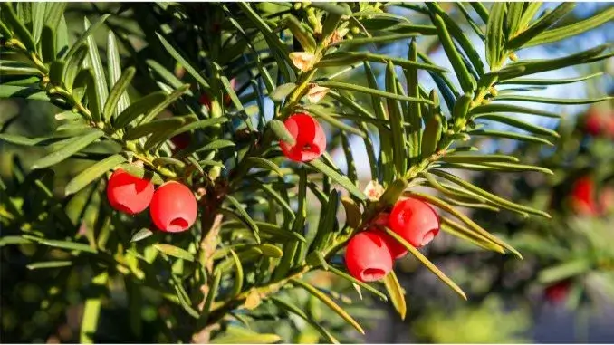 Giftige Eibe mit Früchten - AOK Giftalarm im Garten