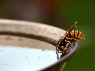 Neue Wasserstellen für Tiere und Insekten