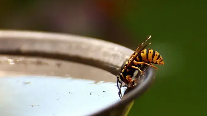 Wespe an Wasserstelle- Pixabay Neue Wasserstellen für Tiere und Insekten