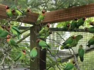 Vogelinsel im Schlosshof von Gladbeck öffnet wieder