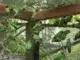 Vogelinsel im Schlosshof von Gladbeck öffnet wieder